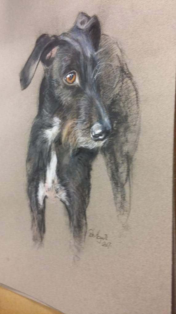 Lurcher in Pastel by Peter Hogarth - work in progress!